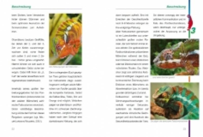 Preview: Das Pantherchamäleon - Furcifer pardalis